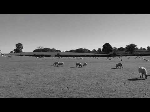 Will Not Fear - LSYB (Will Not Fear Variation Op. 2) ft. JP, sokodomo, viceversa, Untell