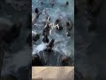 Feeding A Sea Lion At Seaworld Shorts Challenge Seaworldorlando