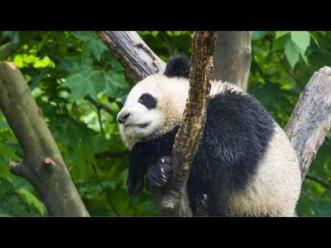 Live: Giant pandas' birthday party!