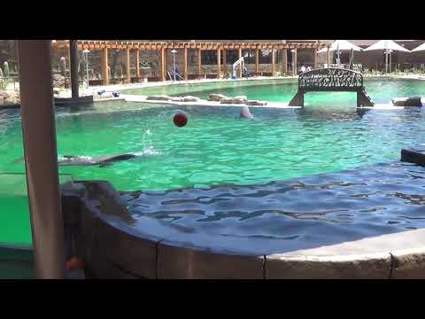 Dolphinaris Arizona (July 2017)