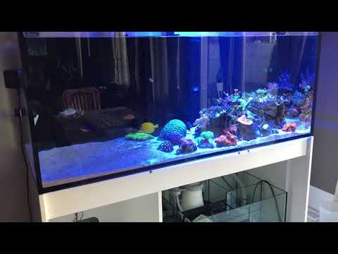 Treasure Reef - 9 days