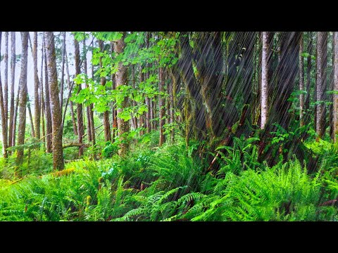 Forest Rain Sounds for Sleeping or Studying | 10 Hours | Nature White Noise Video