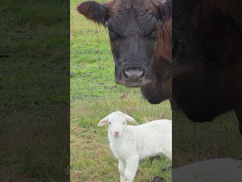 Cow Kidnaps Baby - Ozzy Man Reviews