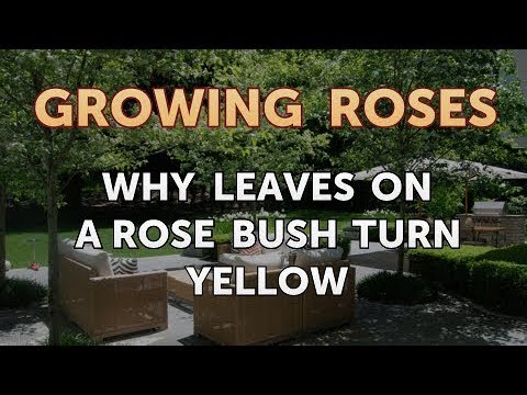 How to Take Care of a Mini Rose Plant