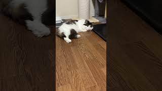 お昼寝中だった猫【ノル猫ミロシー】 #shorts