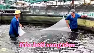 Ương tôm & sang tôm nuôi giai đoạn 2 ao bạt bờ đáy lưới