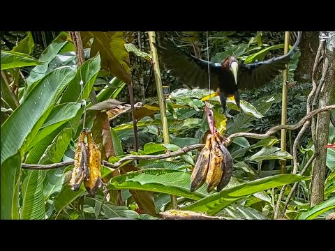 Chatty Chestnut-headed Oropendola Comes In For Some Banana – May 10, 2021