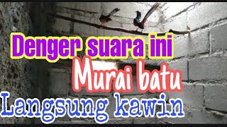 Download lagu Pancingan Murai batu kawin...Murai batu kawin mp3 Download lagu Pancingan Murai batu kawin...Murai batu kawin mp3
