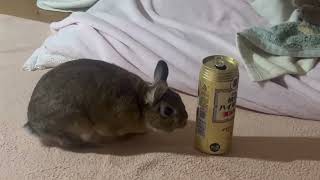 うさぎのつくねくんといちゃいちゃ