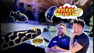 Absolutely Blown Away by All the Stunning Fishes at Absolutely Fish | Aquarium Store Tour