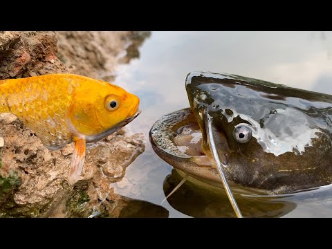 Stop Motion ASMR - Freshwater eel Will it Flush? Under Deep Mud Primitive Cooking Cuckoo