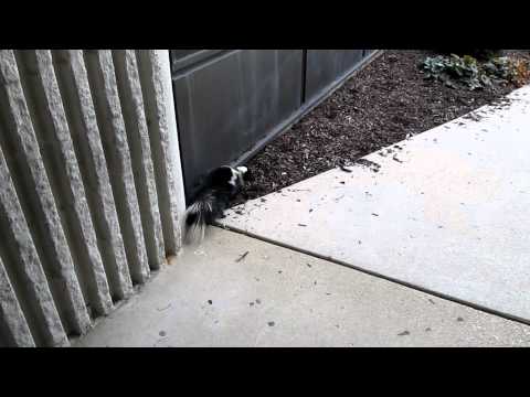 Skunk Sprays Me