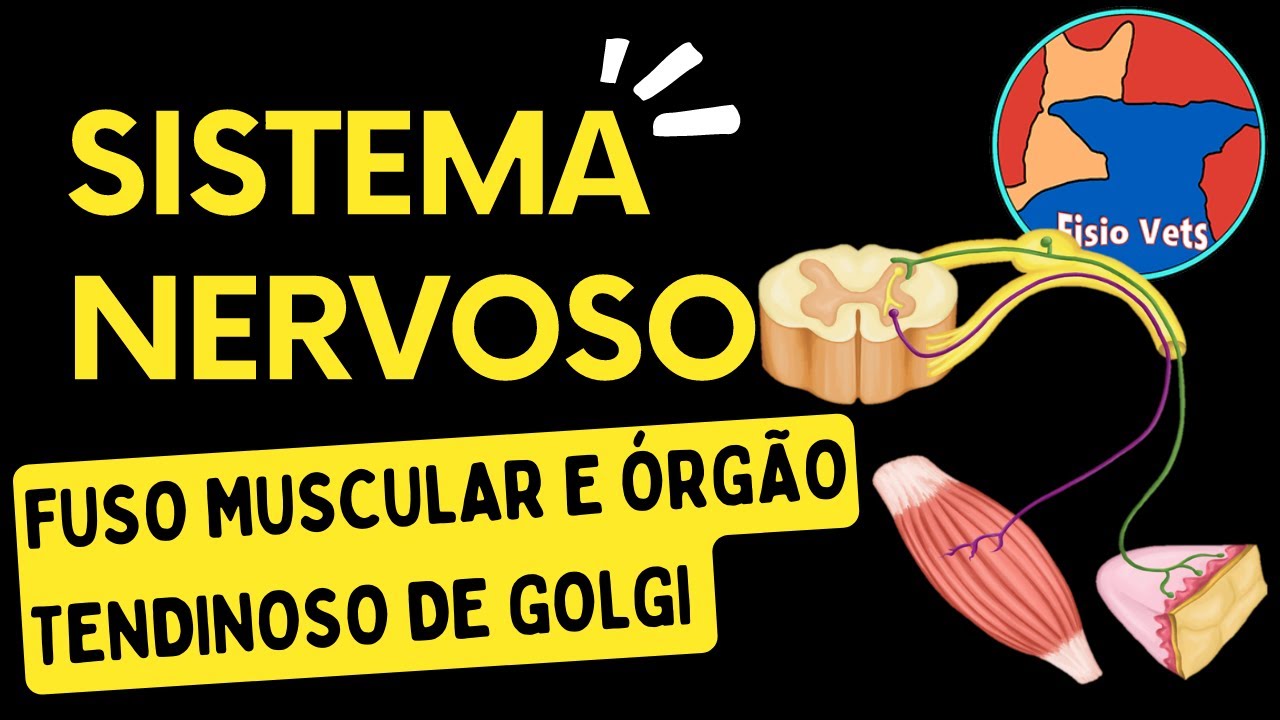 Arco reflexo, fuso muscular e órgão tendinoso de Golgi (OTG) - Fisiologia veterinária