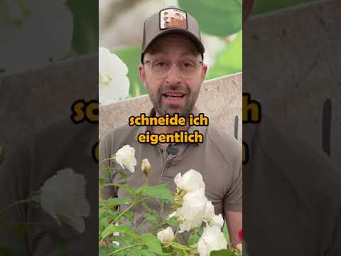 Rosen schneiden
