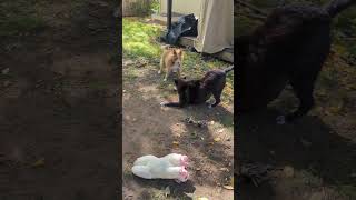 Video preview image #1 Mutt Puppy For Sale in Aurora, CO, USA