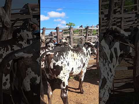 Feira de intã de carnaiba P E