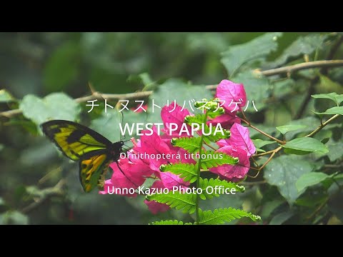 チトヌストリバネアゲハの飛翔
