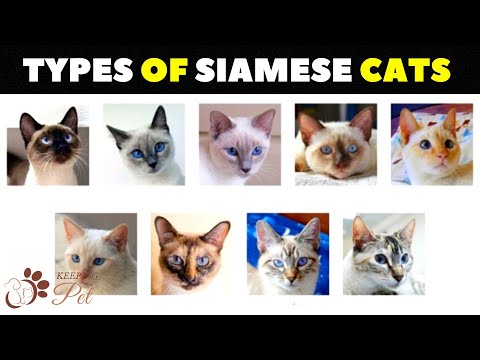 Siamese Cat Varieties: How Many Types of Siamese Cats Are There?