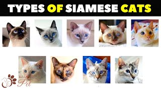 Siamese Cat Varieties: How Many Types of Siamese Cats Are There
