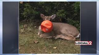 Anderson residents track deer to get plastic pumpkin off its head
