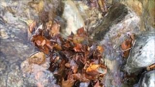 [ 睡眠・音楽療法] 自律神経の乱れを整える音楽 / 不安・恐怖・うつの改善 [α波+Θ波] Autonomic nervous improvement music