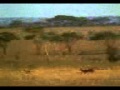 Mensch rettet Gazelle vor schnellstem Tier der Wel