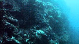 preview picture of video 'Sea Turtle of Moalboal, Cebu, Philippines'