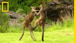 Kangaroo vs. Kangaroo | National Geographic
