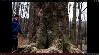 Travel Cheap Moldova Tips . Călărași area. film 2 discover forest moldova