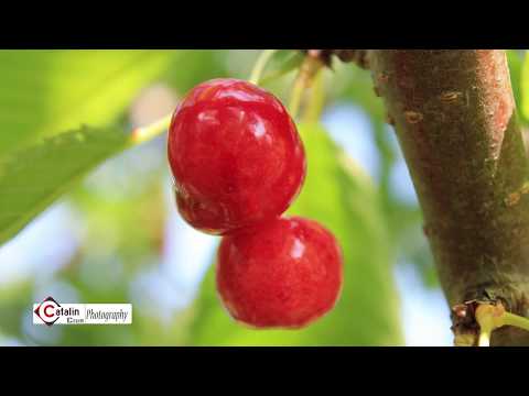 Cotnari - Iunie, 2017