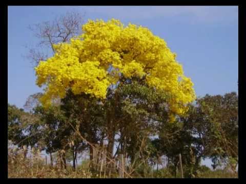 Retalhos de Amor -  Zé Fortuna e Pitangueira - Clássico Sertanejo - Raridade.