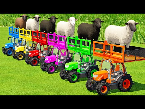 TRANSPORTING SHEEP WITH COLORED RIGITRAC TRACTORS & MAN TRUCKS - Farming Simulator 22