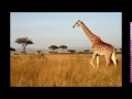 Save The Giraffes (true story)