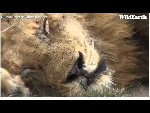 WildEarth Djuma AM Safari 18 Now 2011 Matimba males