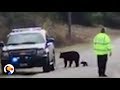 Cop Helps Bear Family Cross The Road The Dodo