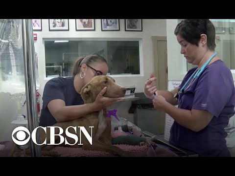 "Miracle" dog found after Hurricane Dorian devastates Bahamas