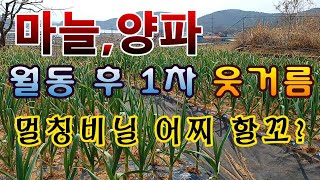 [텃밭농부.941]  월동후 마늘과 양파밭에 첫웃거름 주고 멀칭비닐 처리 #마늘재배 #양파재배