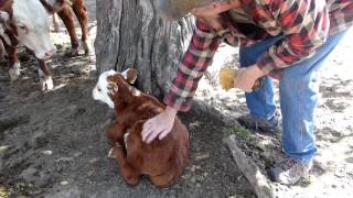 Cattle Rancher Has a Change of Heart | The Farmhouse Garden