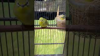 Download lagu #birds #kicaumania #kicaumanianusantara #burung #pleci #josterops mp3