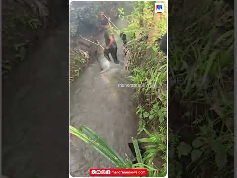 മലപ്പുറം ചോക്കാട് പടയന്താൽ ജനവാസ മേഖലയിലെ തോട്ടിൽ നിന്ന് കൂറ്റൻ രാജവെമ്പാലയെ പിടികൂടി #malappuram