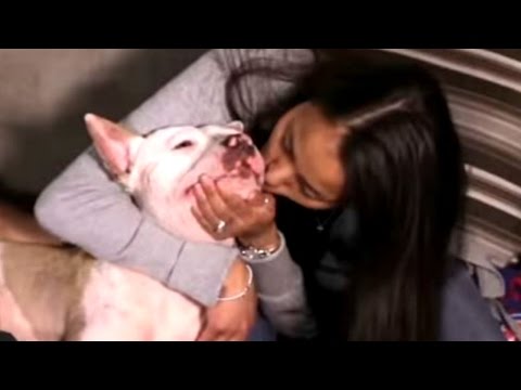 Un perrito que vivía encadenado conoce a su nueva familia