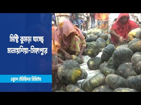 চরাঞ্চলের মিষ্টি কুমড়া যাচ্ছে মালয়েশিয়া-সিঙ্গাপুরে