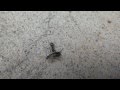 Ant dragging an Earwig