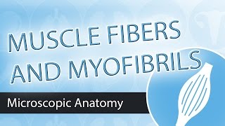 Skeletal Muscle - Fibers and Fibrils