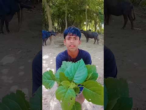 omaira pet🍲 khaogi nahin khaoge mera chocolate 🍬🍭khaoge yah bhi#short#video real full fools 👍