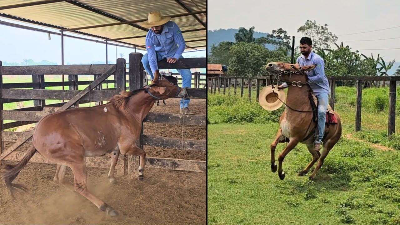 MONTEI NA MULA NOVA E ELA QUIS ME DERRUBAR😰