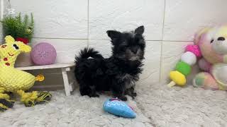 ハーフ犬の動画01