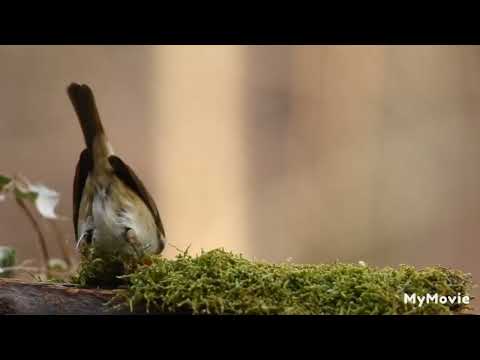 Nature beauty videos