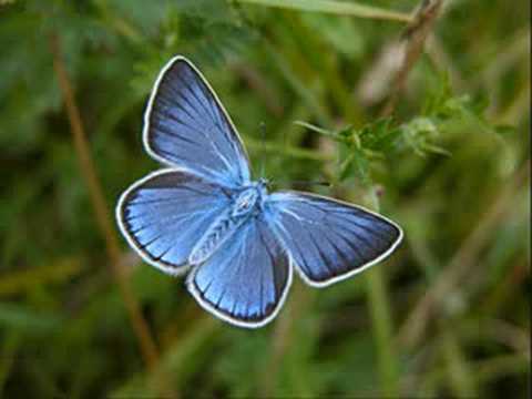 Palomma 'e notte, di Salvatore di Giacomo