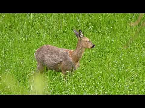 Reh bellt , Rehwild .